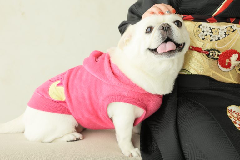 ペット撮影できます